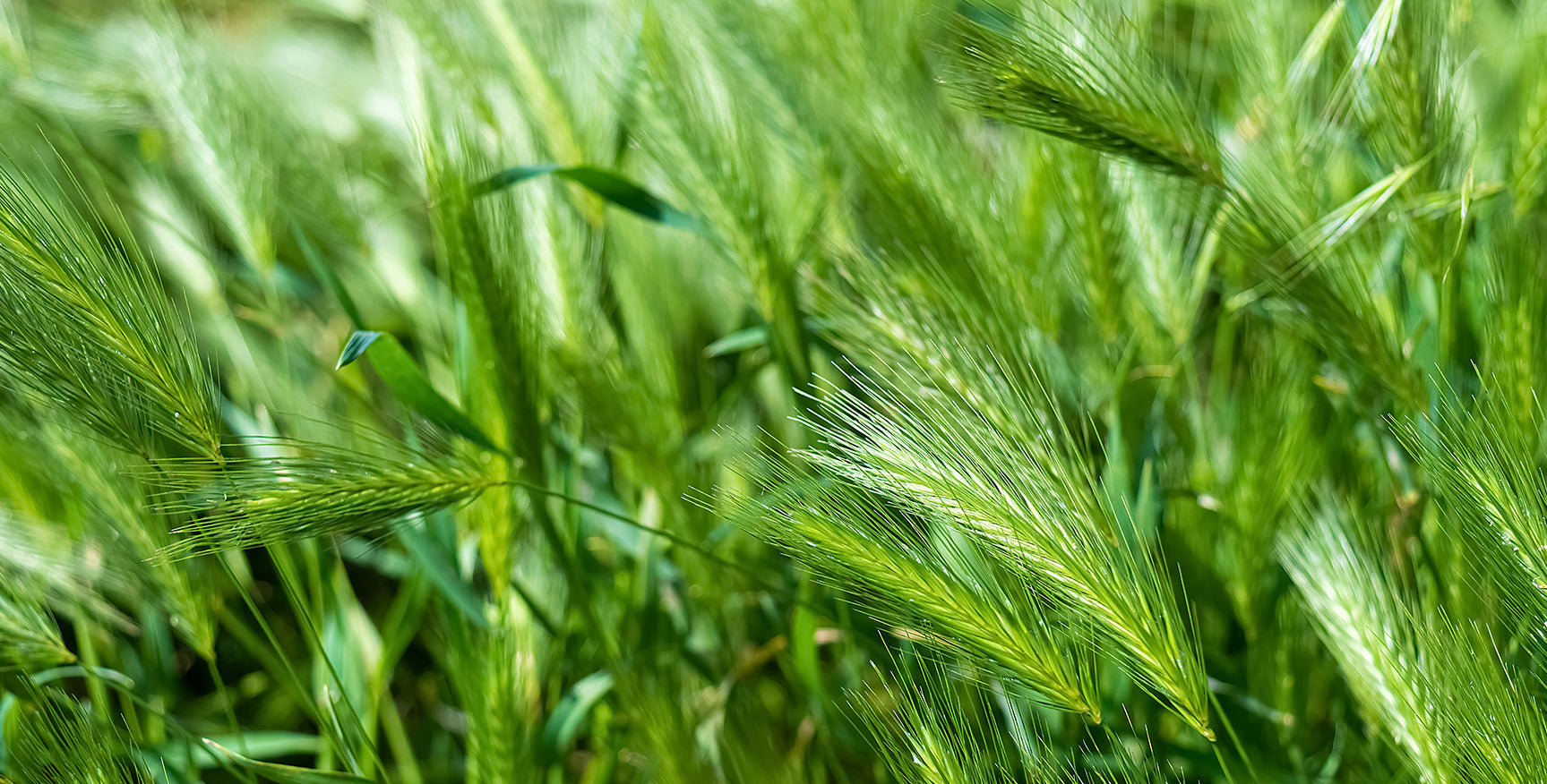 Scopri di più sull'erba d'orzo