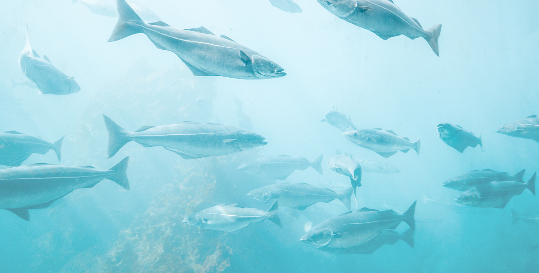 Tutto Quello Che Devi Sapere sull'Olio di Fegato di Merluzzo