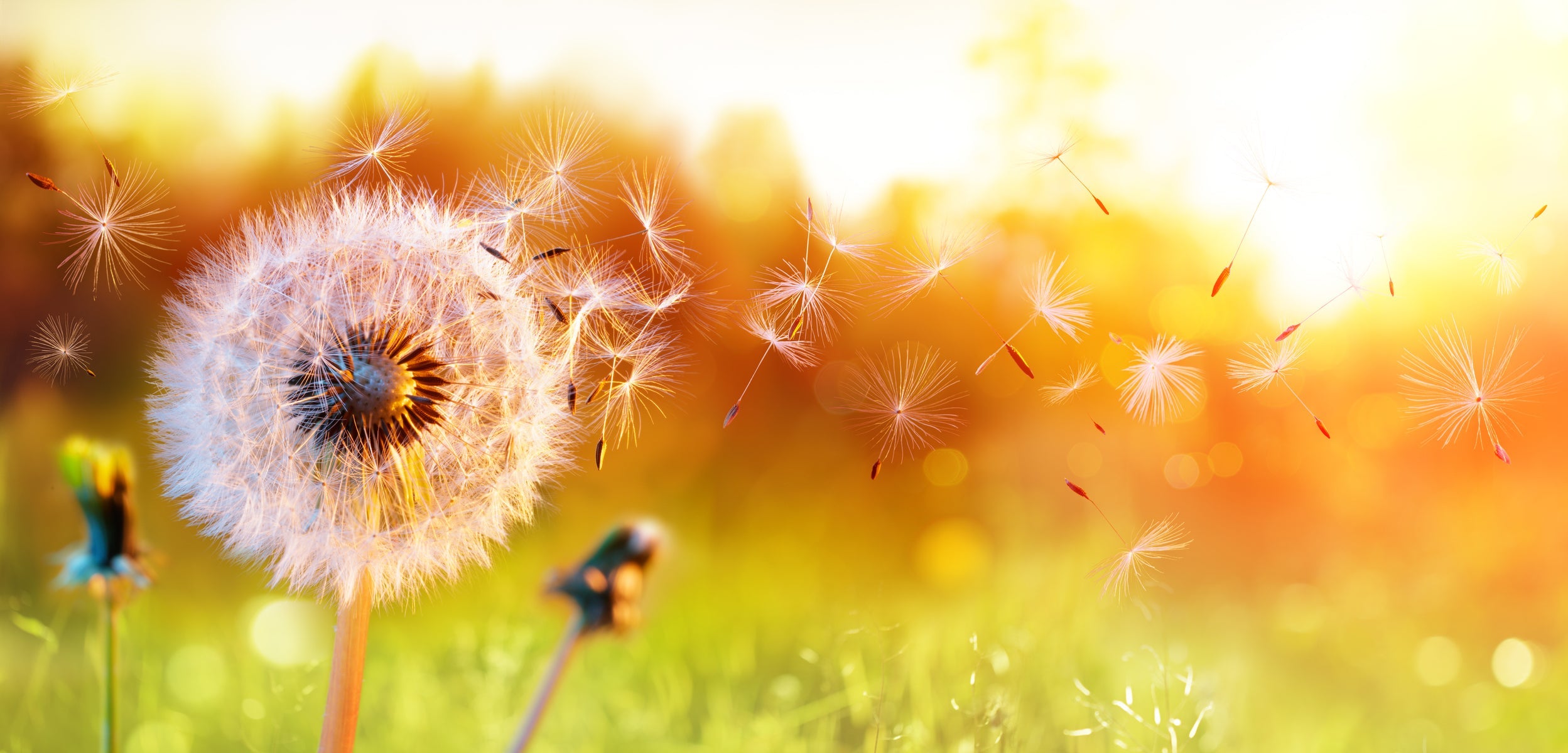 Semplici consigli per ridurre le allergie quest'estate